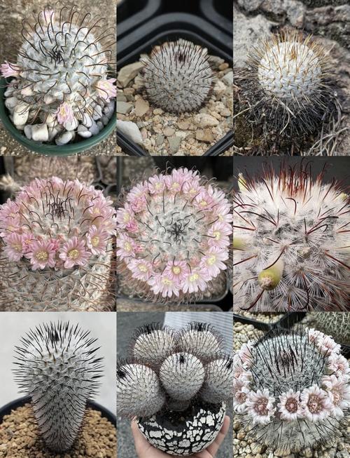 仙人球高端品种有哪些?-图1 仙人球高端品种有哪些?-图1