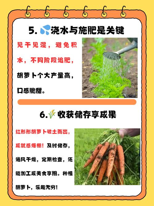 红萝卜何时种？关键技术有哪些？-图2