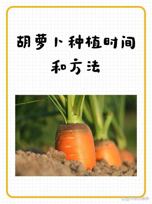红萝卜何时种？关键技术有哪些？-图1