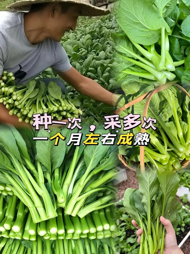 广菜心怎么种？视频教你关键技术！-图2