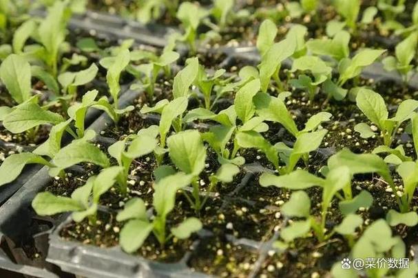 广菜心怎么种？视频教你关键技术！-图1