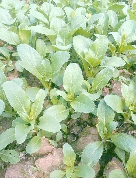 广菜心怎么种？视频教你关键技术！-图3