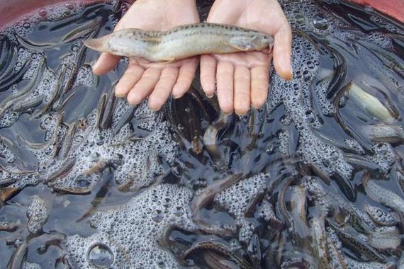 泥鳅全套养殖技术有哪些关键点？-图2