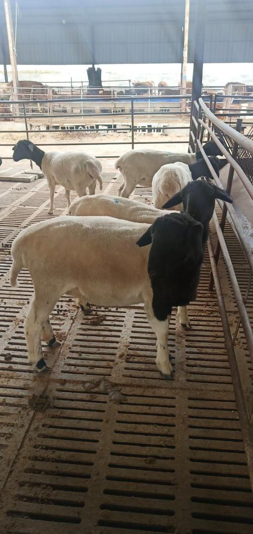 山东养羊，哪些品种最合适？-图2