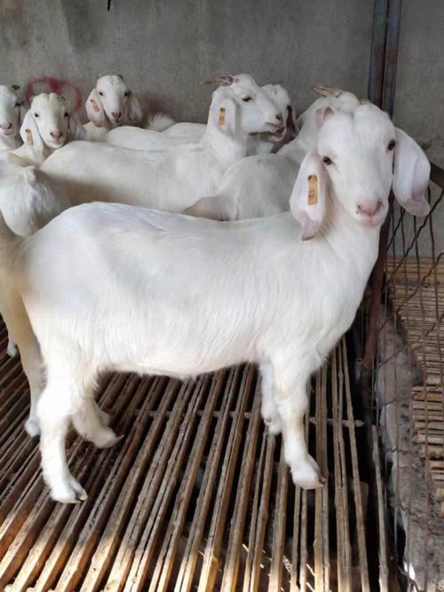 山东养羊，哪些品种最合适？-图1