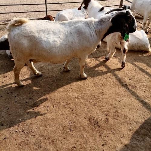 山东养羊，哪些品种最合适？-图3