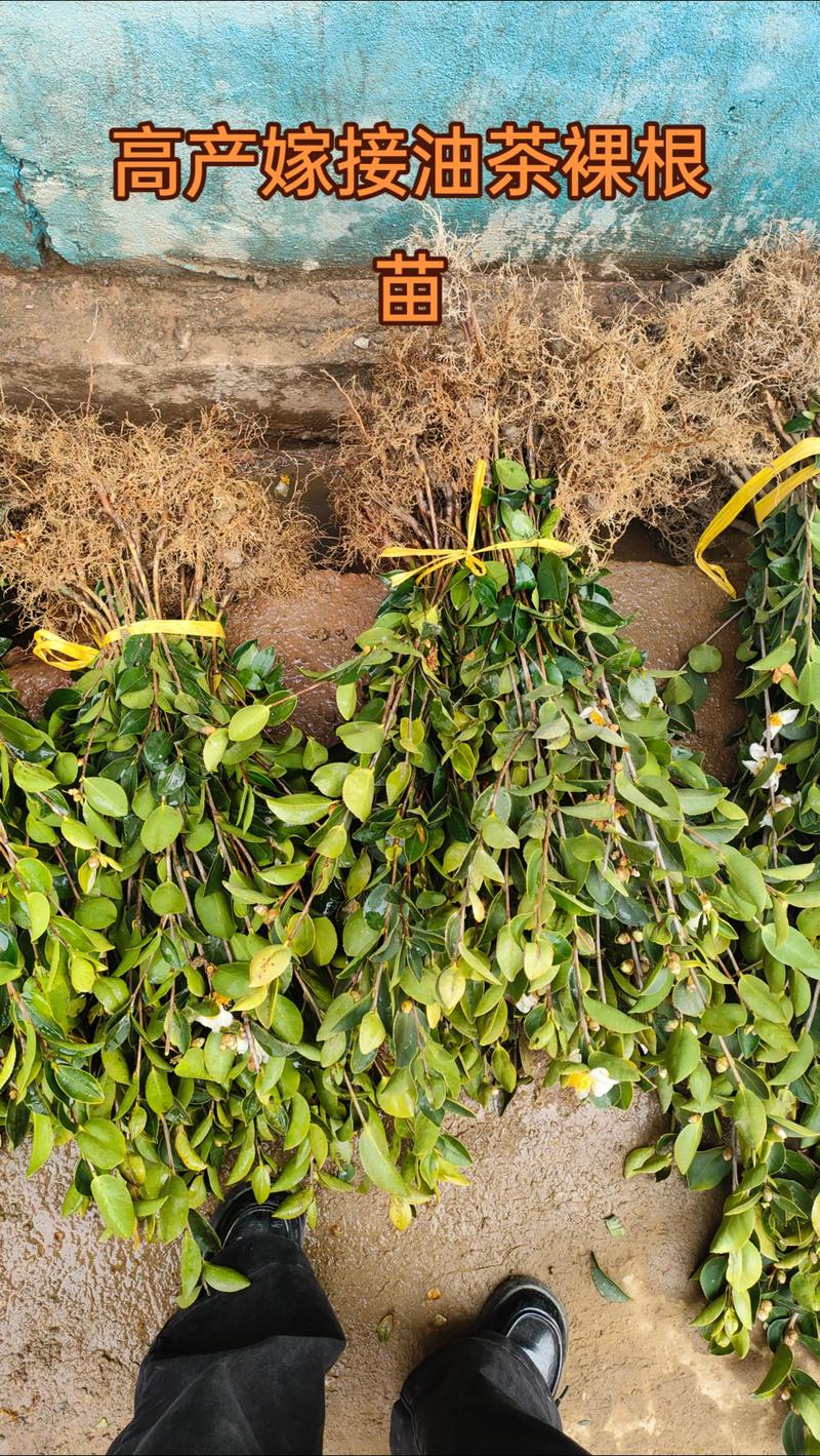 茶籽苗哪个品种口感最佳?-图2 茶籽苗哪个品种口感最佳?-图2