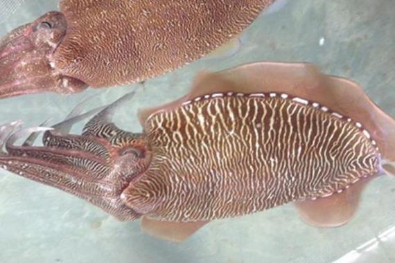 虎斑乌贼淡水养殖技术可行吗?-图1 虎斑乌贼淡水养殖技术可行吗?-图1