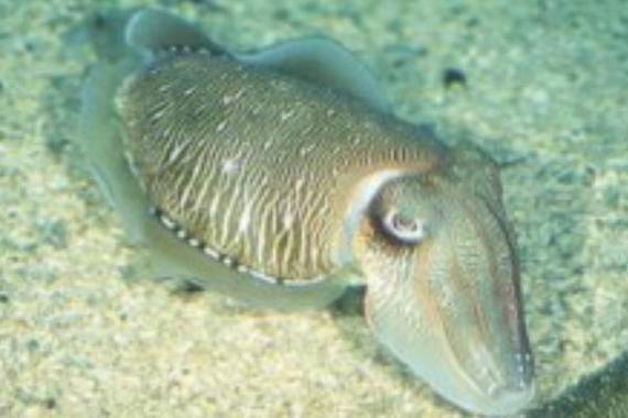 虎斑乌贼淡水养殖技术可行吗?-图3 虎斑乌贼淡水养殖技术可行吗?-图3