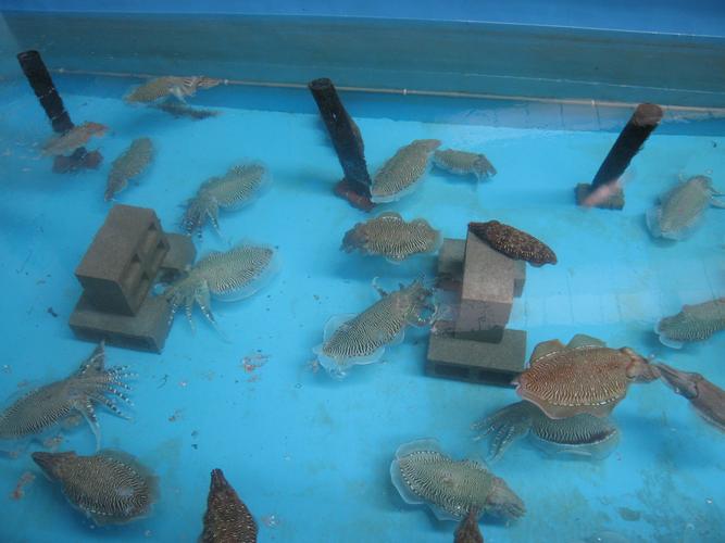 虎斑乌贼淡水养殖技术可行吗?-图2 虎斑乌贼淡水养殖技术可行吗?-图2