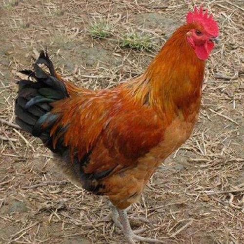 哪些土鸡公品种长得快?-图3 哪些土鸡公品种长得快?-图3