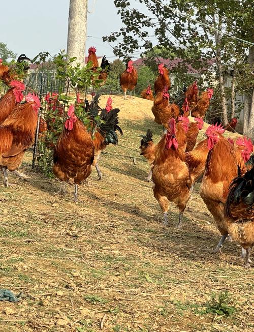 哪些土鸡公品种长得快?-图1 哪些土鸡公品种长得快?-图1