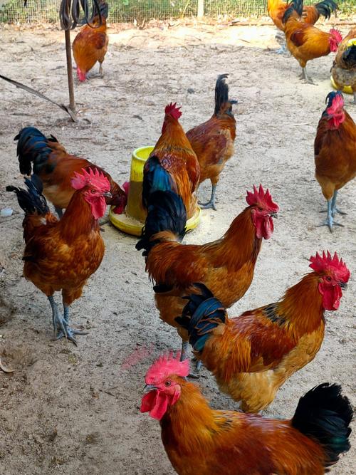 哪些土鸡公品种长得快?-图2 哪些土鸡公品种长得快?-图2