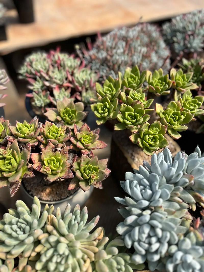 仙女杯多肉品种分哪几类?-图1 仙女杯多肉品种分哪几类?-图1