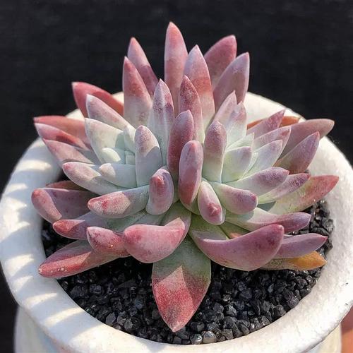 仙女杯多肉品种分哪几类?-图3 仙女杯多肉品种分哪几类?-图3