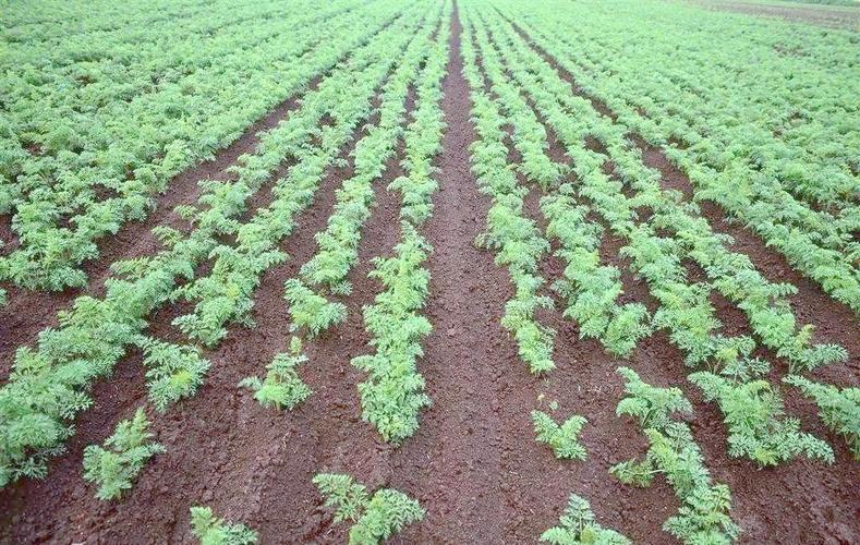 寒萝卜种植技术视频有哪些关键步骤?-图1 寒萝卜种植技术视频有哪些关键步骤?-图1