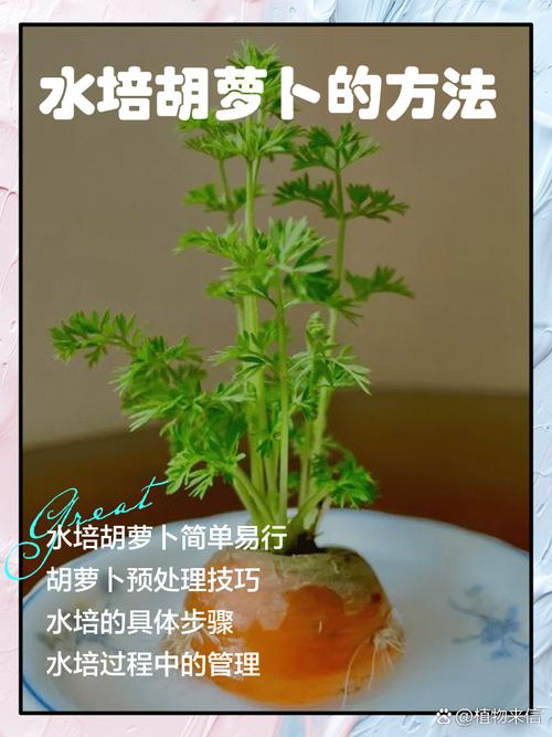 寒萝卜种植技术视频有哪些关键步骤？-图3