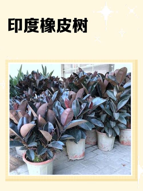 中型橡皮树常见品种有哪些?-图2 中型橡皮树常见品种有哪些?-图2