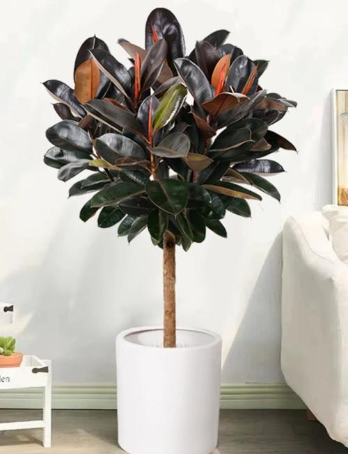 中型橡皮树常见品种有哪些?-图1 中型橡皮树常见品种有哪些?-图1