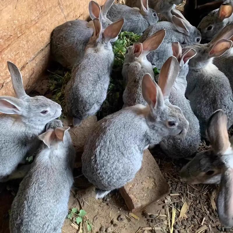 散养选什么品种兔子好？-图1