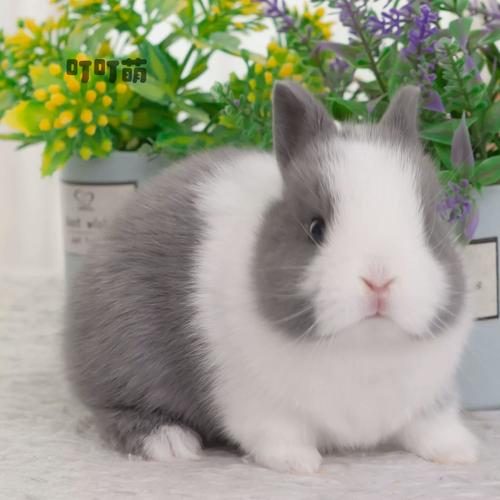 散养选什么品种兔子好？-图3