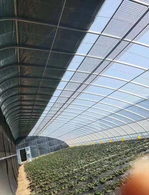 春季拱棚韭菜怎么种才能高产?-图1 春季拱棚韭菜怎么种才能高产?-图1