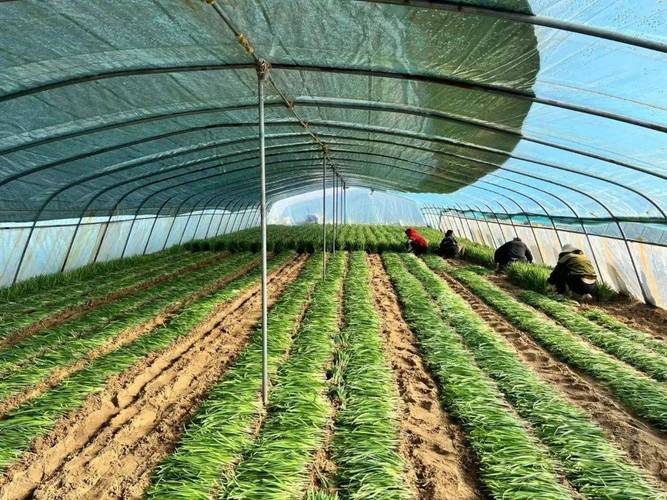 春季拱棚韭菜怎么种才能高产?-图2 春季拱棚韭菜怎么种才能高产?-图2