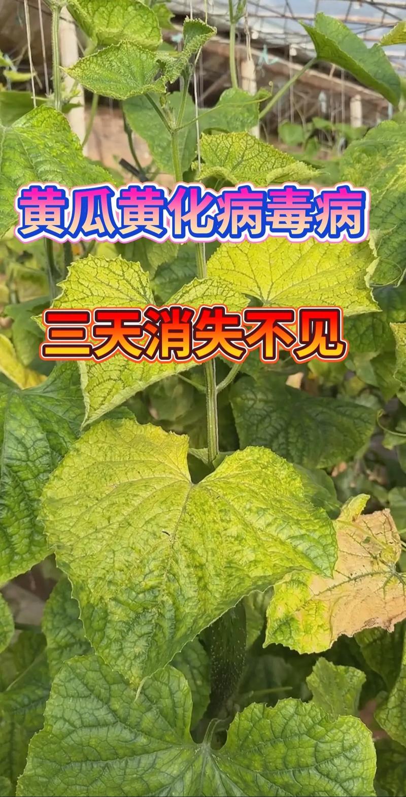 露地黄瓜病害咋防治?-图3 露地黄瓜病害咋防治?-图3