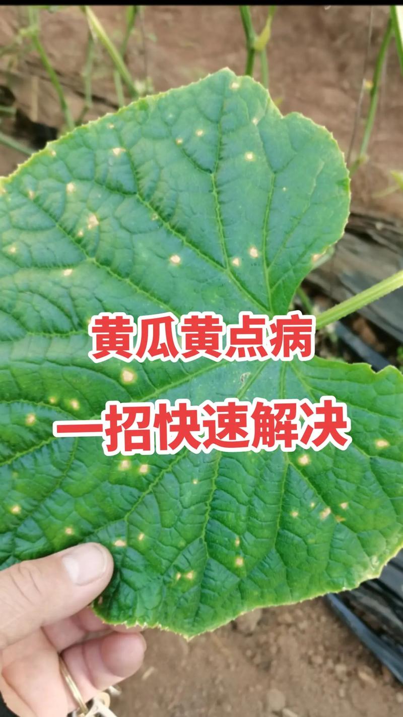 露地黄瓜病害咋防治？-图2