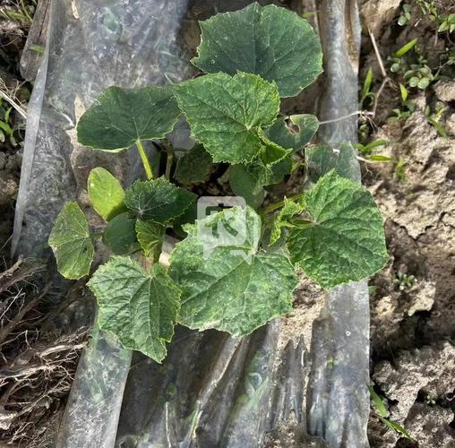 露地黄瓜病害咋防治?-图1 露地黄瓜病害咋防治?-图1