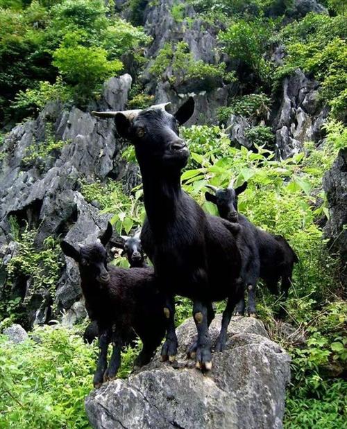 广西黑山羊种公羊品种有哪些?-图1 广西黑山羊种公羊品种有哪些?-图1