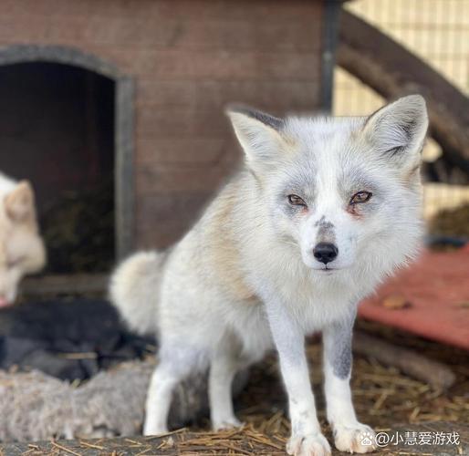 狐狸优良品种有哪些?-图2 狐狸优良品种有哪些?-图2