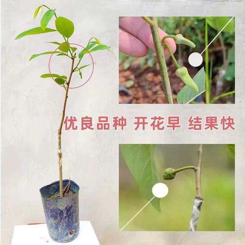 台湾释迦果种植技术有哪些关键要点？-图2
