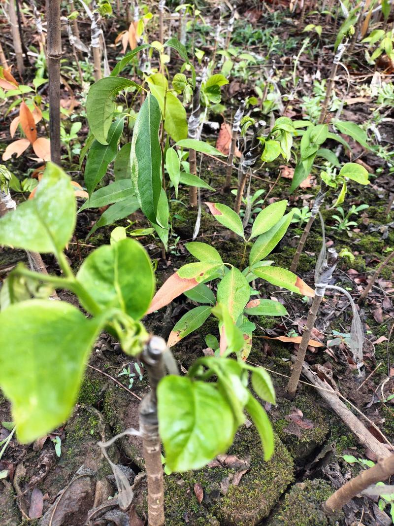 台湾释迦果种植技术有哪些关键要点？-图3