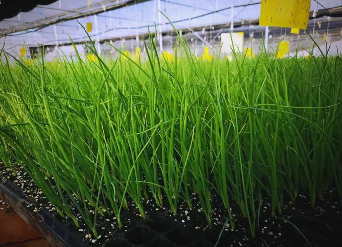洋葱种植育苗有哪些关键技术？-图3