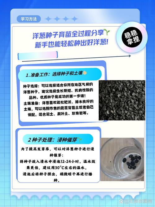 洋葱种植育苗有哪些关键技术？-图1