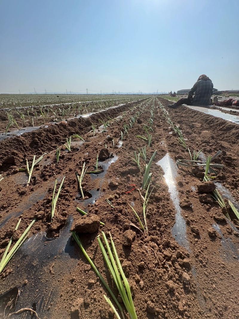 洋葱种植育苗有哪些关键技术？-图2