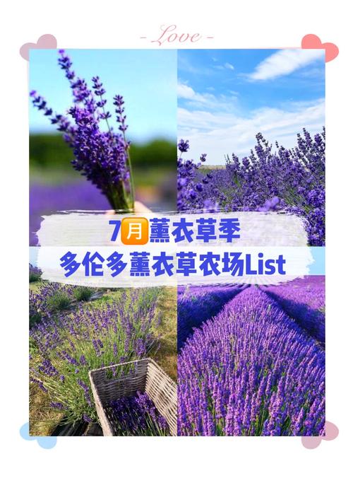 薰衣草种植技术难吗？前景如何？-图2