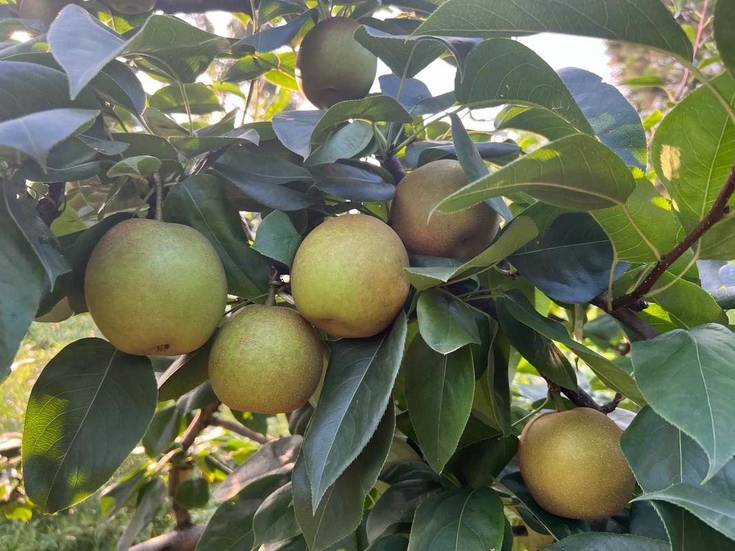 江西适合种哪些梨品种？-图3