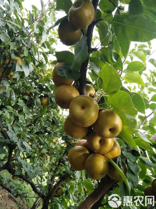 江西适合种哪些梨品种？-图2