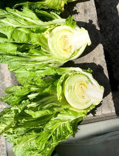 有包的芥菜是哪个品种？-图1