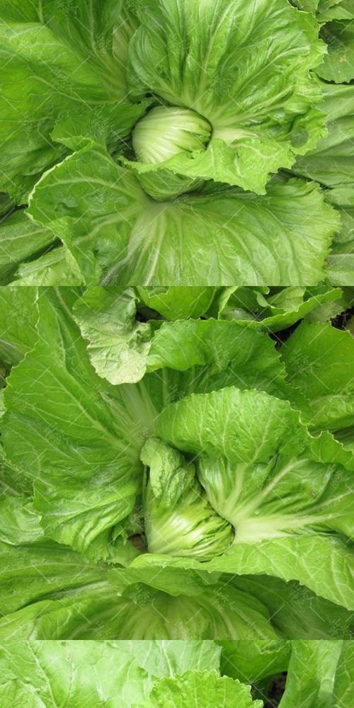 有包的芥菜是哪个品种？-图2