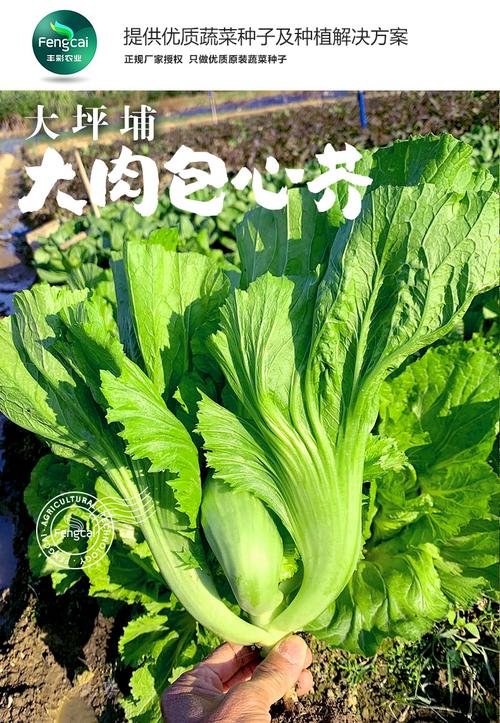 有包的芥菜是哪个品种？-图3