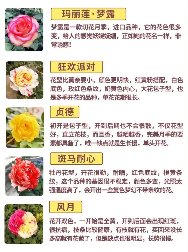 月季好种品种有哪些？-图1