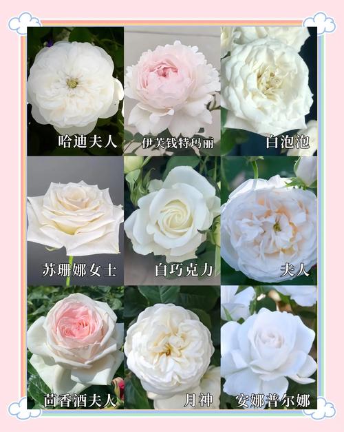 月季好种品种有哪些？-图3