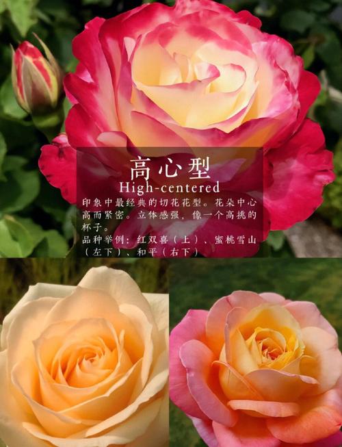 月季好种品种有哪些？-图2