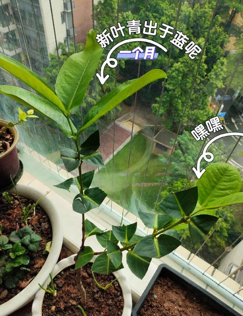 莲雾种植技术视频，关键步骤有哪些？-图3