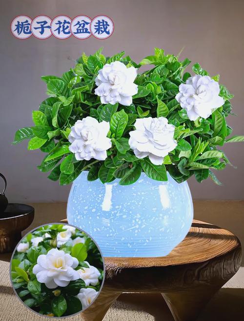 哪种栀子花最好养活?-图1 哪种栀子花最好养活?-图1