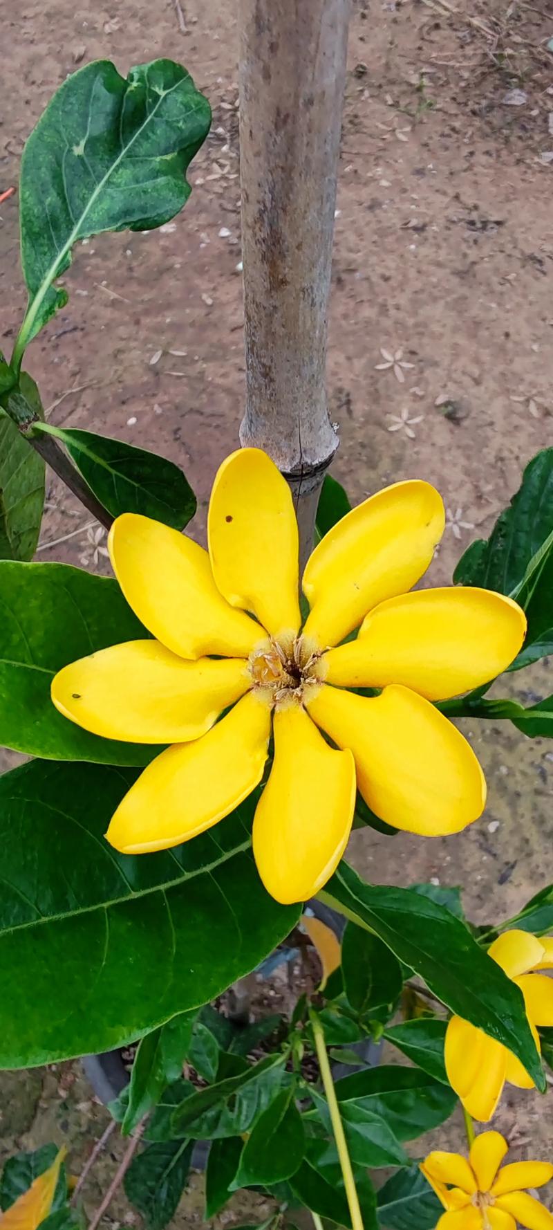 哪种栀子花最好养活?-图2 哪种栀子花最好养活?-图2