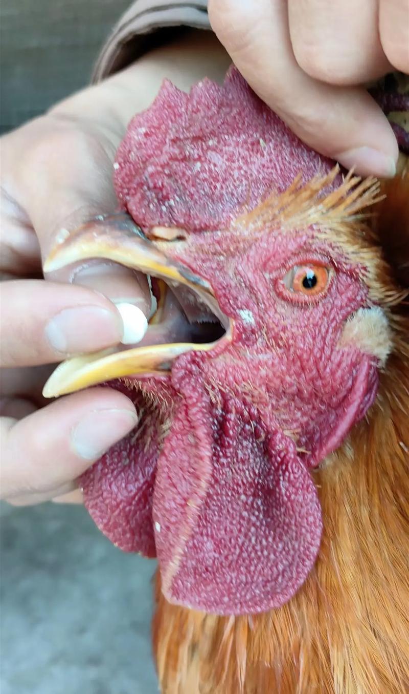 如何科学养土鸡防病？-图1